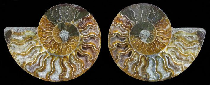 Polished Ammonite Pair - Agatized #59432